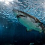 A Great White Shark Attacked a Surfer in California the Victim is Currently in a Serious Condition