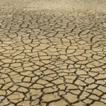 Drought and Climate Change Are Held Accountable for Fish Mortality in California and Florida