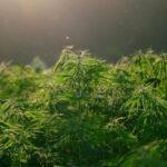 Massive Drug Bust in California Yields $1.19 Billion of Illegal Marijuana