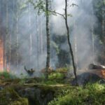 09-08-A-Wildfire-in-Oregon-Evolves-a-Forest-into-a-Living-Laboratory