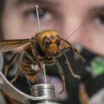 17-08-Living-Murder-Hornet-Encounter