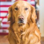 13.09.2021.VM-Miami International Airport is the First in The United States to Put COVID Detection Dogs to the Test