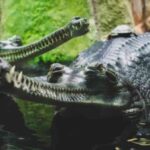 14.09.2021.VM-A 6,000-year-old Artifact was Discovered in the Stomach of a Mississippi Alligator
