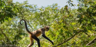 First time a spider monkey baby has been seen in the wild