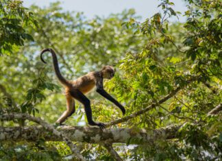 First time a spider monkey baby has been seen in the wild