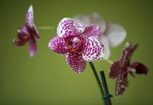 To save orchids, scientists move soil fungi to other places
