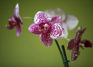 To save orchids, scientists move soil fungi to other places