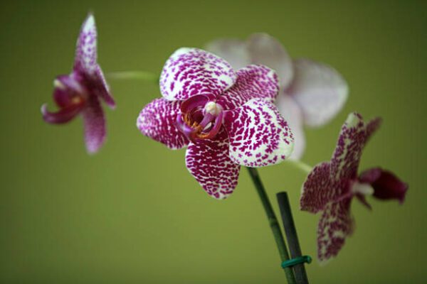 To save orchids, scientists move soil fungi to other places